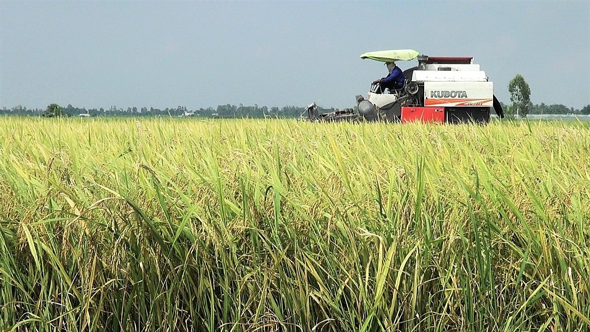 Việc đẩy mạnh phát triển KTTT, HTX đang là một bước đi đúng đắn của thị xã Tân Châu nhằm giảm tỉ lệ hộ nghèo, một trong những tiêu chí khó thực hiện trong xây dựng NTM.