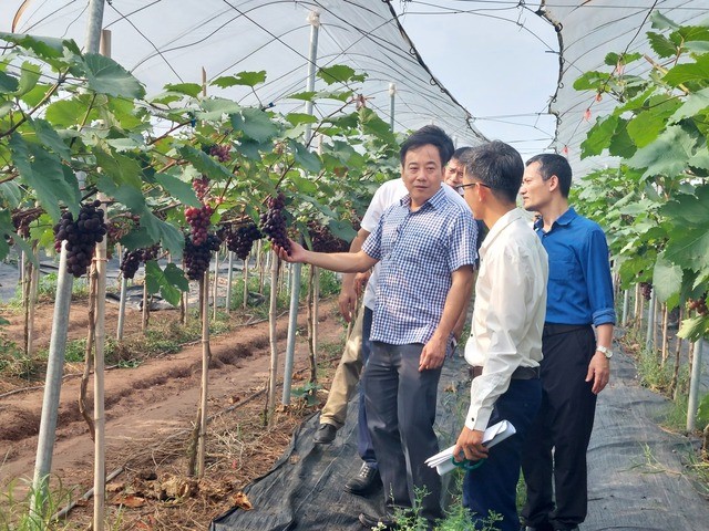 Việc phát triển mô hình HTX kiểu mới kết hợp mô hình nông nghiệp sinh thái đã mang lại hiệu quả kinh tế cao và góp phần tạo công ăn việc làm, nâng cao thu nhập cho bà con nông dân. Trong ảnh: Ông Nguyễn Tiến Phong, Phó Chủ tịch Liên minh HTX TP. Hà Nội (áo kẻ) tham quan