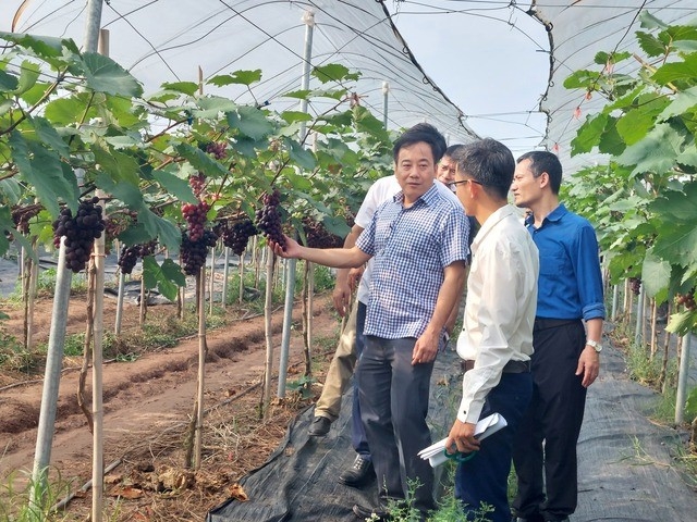 Việc phát triển mô hình HTX kiểu mới kết hợp mô hình nông nghiệp sinh thái đã mang lại hiệu quả kinh tế cao và góp phần tạo công ăn việc làm, nâng cao thu nhập cho bà con nông dân. Trong ảnh: Ông Nguyễn Tiến Phong, Phó Chủ tịch Liên minh HTX TP. Hà Nội (áo kẻ) tham quan