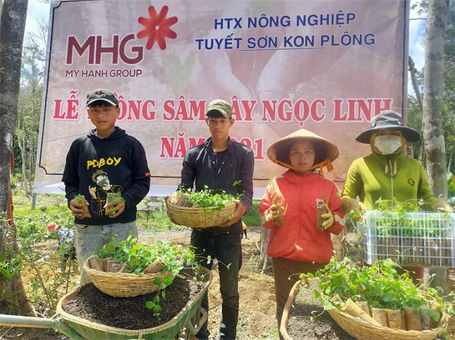 Các HTX phát triển sâm Ngọc Linh góp phần nâng cao thu nhập, xóa đói giảm nghèo, thúc đẩy phát triển kinh tế-xã hội tại địa phương.