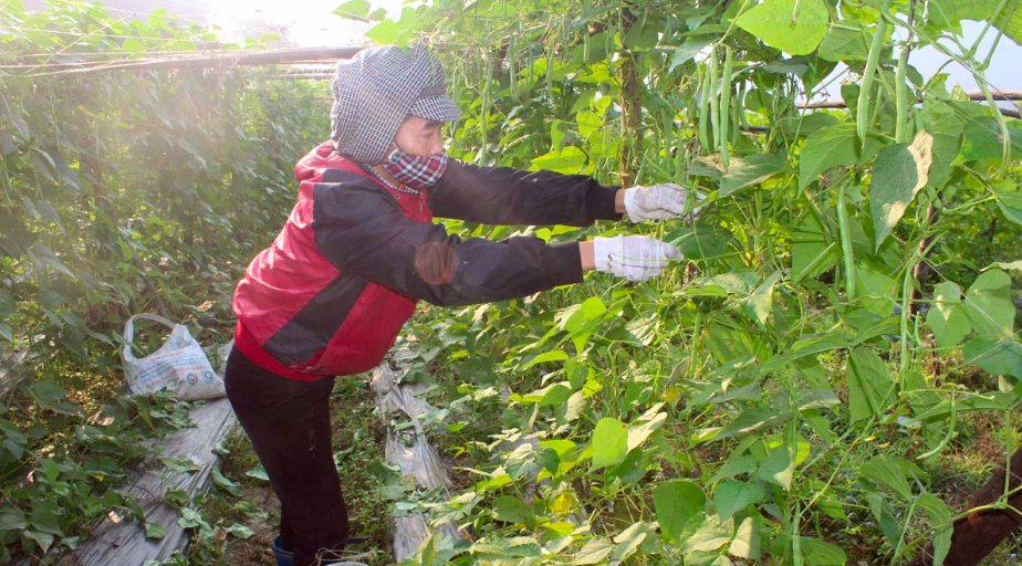 Mô hình trồng rau an toàn mang lại nguồn thu nhập cao cho các thành viên HTX dịch vụ nông nghiệp Độc Lập.