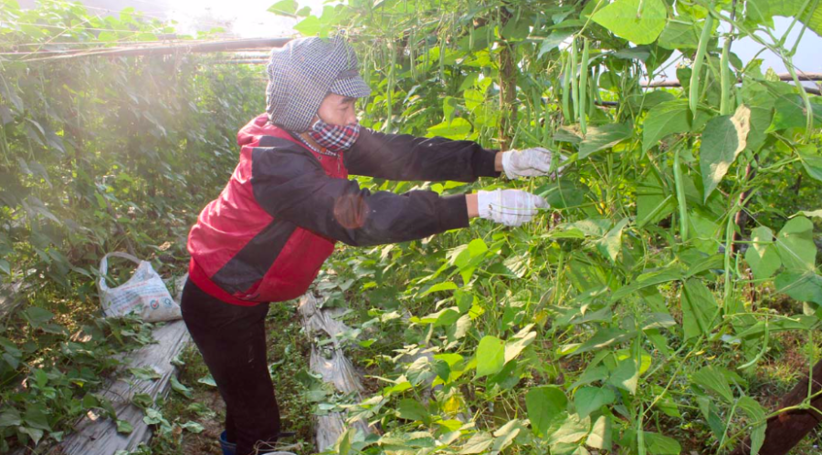 Mô hình trồng rau an toàn mang lại nguồn thu nhập cao cho các thành viên HTX dịch vụ nông nghiệp Độc Lập.