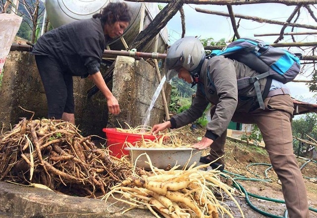 Sâm Ngọc Linh đã trở thành cây xóa đói, giảm nghèo cho người dân địa phương.