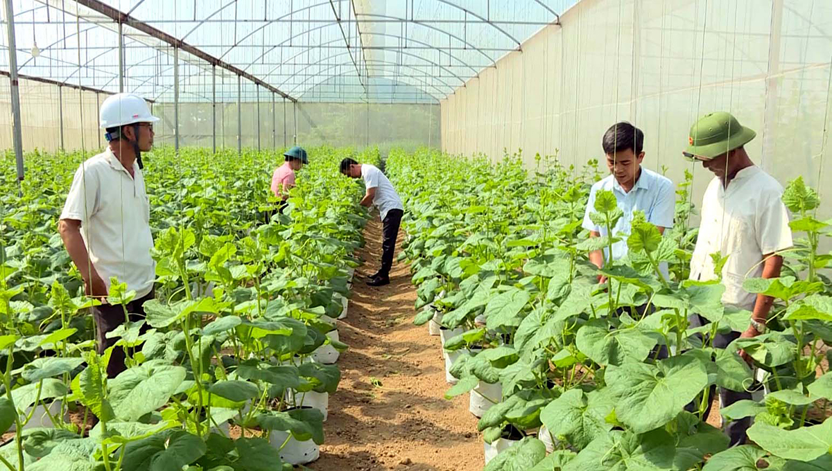 Phát triển nông nghiệp sạch, công nghệ cao là chìa khóa giúp nông dân làm giàu bền vững.