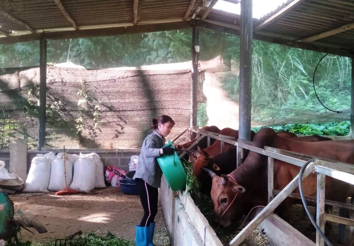 Nghề nuôi bò vỗ béo được đẩy mạnh ở nhiều địa phương tỉnh Bắc Kạn.