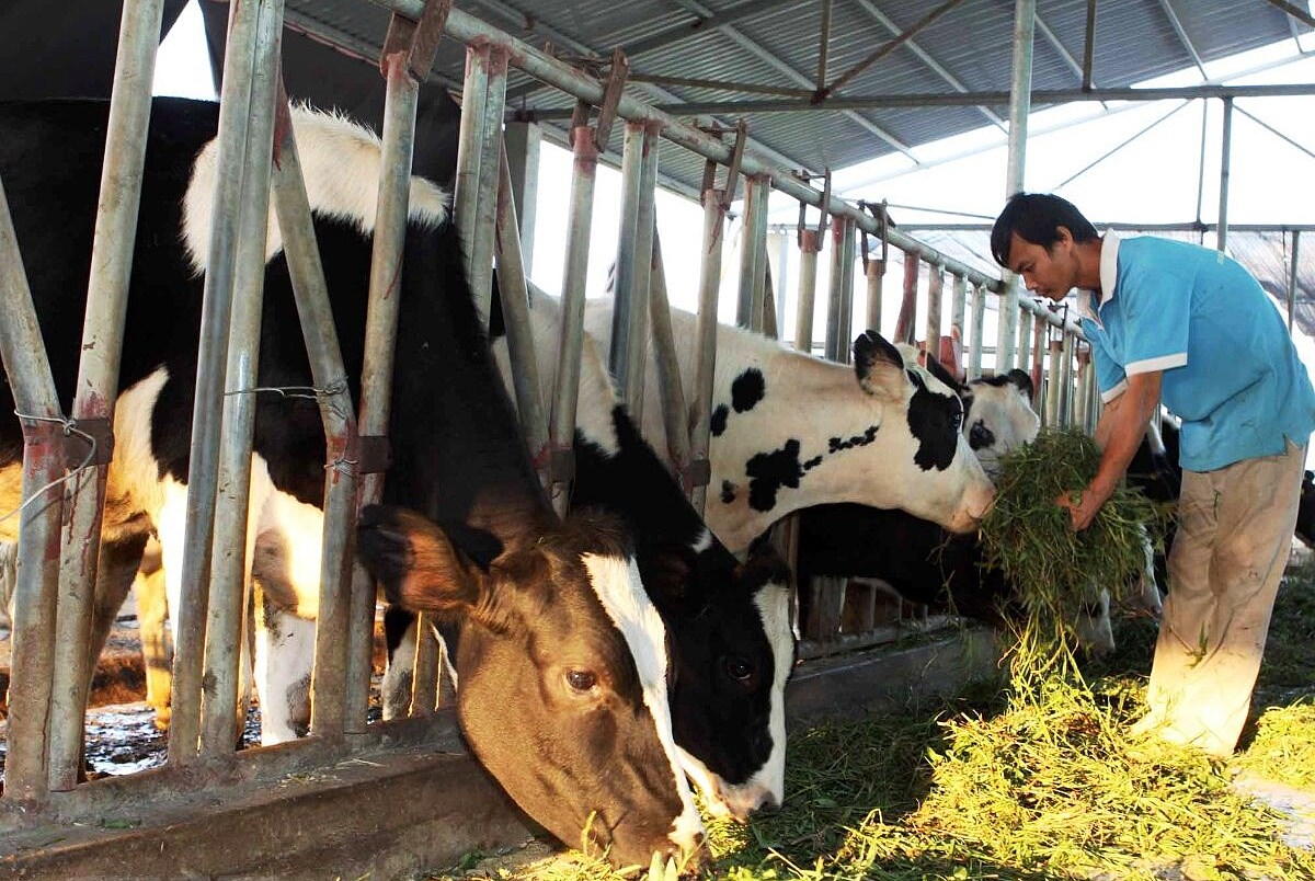 Tham gia mô hình HTX nuôi bò sữa giúp đồng bào Khmer ở Sóc Trăng nâng cao thu nhập, giảm nghèo và làm giàu bền vững.