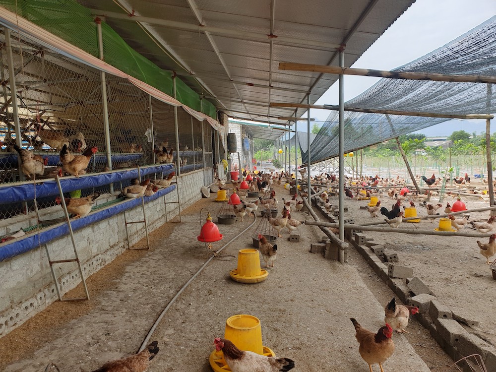 Sản phẩm gà tươi nguyên con của HTX chăn nuôi gà Lạc Thủy được chứng nhận tiêu chuẩn OCOP 4 sao cấp tỉnh.