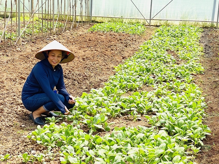 Chị Nguyễn Thị Hà, Giám đốc HTX Sản xuất kinh doanh dịch vụ Nông nghiệp Thụy Hương kiểm tra chất lượng luống rau cải sắp cho thu hoạch.