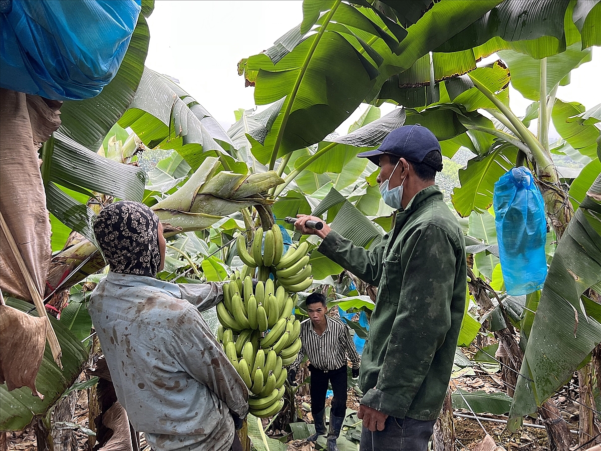 Tập trung phát triển những cây trồng chủ lực là một trong những định hướng giảm nghèo ở Tân Kỳ.