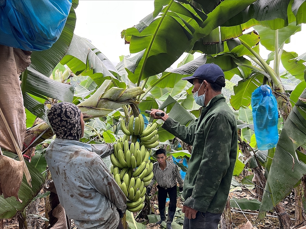 Tập trung phát triển những cây trồng chủ lực là một trong những định hướng giảm nghèo ở Tân Kỳ.