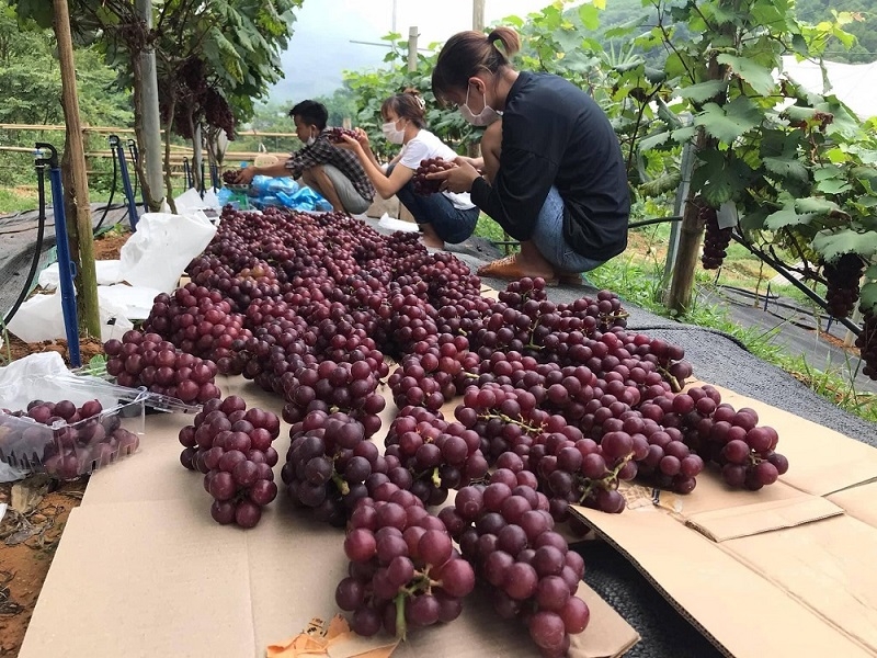 Sản phẩm nho Hạ Đen của HTX NN & DV Mường Cúc.