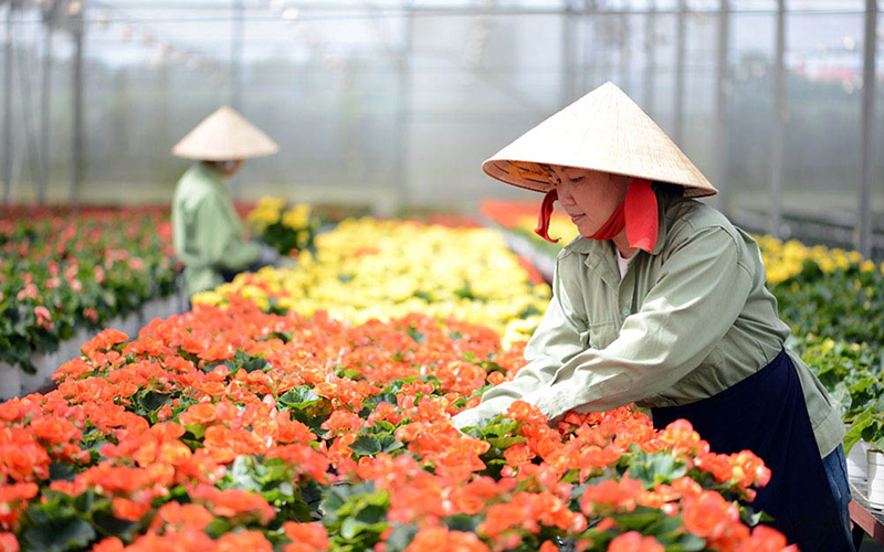 Chuyển đổi số trong HTX sẽ thúc đẩy nông nghiệp thông minh trên cả nước.