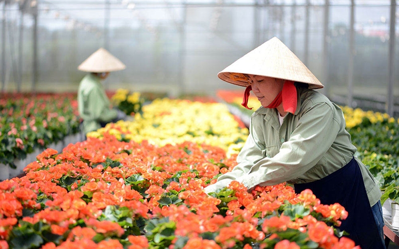 Chuyển đổi số trong HTX sẽ thúc đẩy nông nghiệp thông minh trên cả nước.