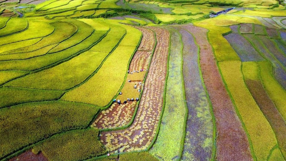 Chủ động các giải pháp để thực hiện tiêu chí phát triển sản xuất gắn với tái cơ cấu ngành nông nghiệp.