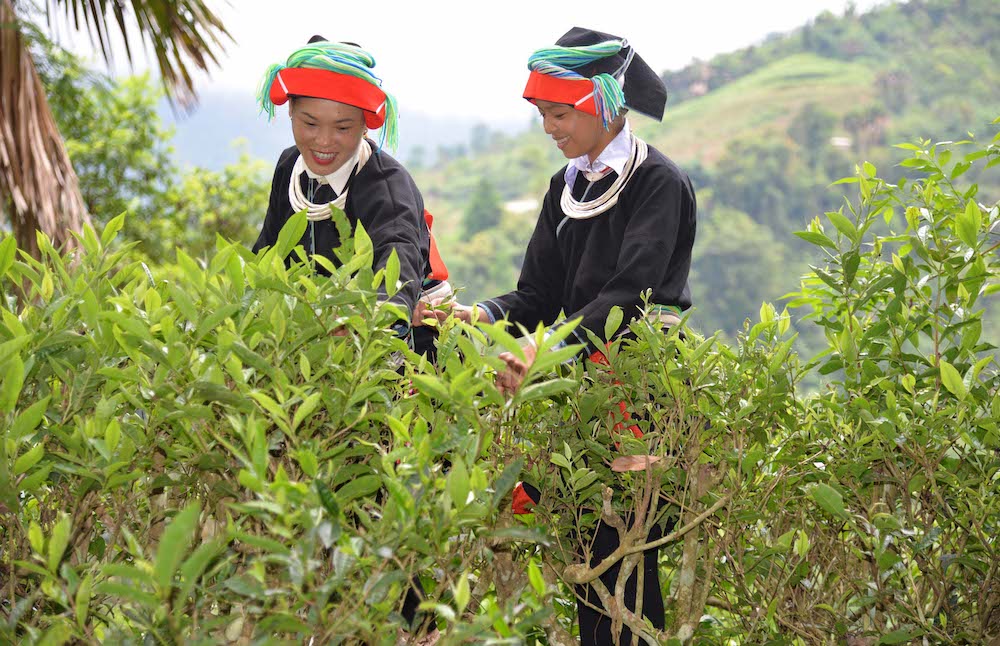 Thành viên HTX khởi nghiệp Hữu Nghị thu hái chè cổ thụ tại xã Cao Bồ (Vị Xuyên)