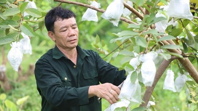 Các CCB luôn tiên phong trên mặt trận chống đói nghèo và đã là CCB thì không cam chịu đói nghèo.