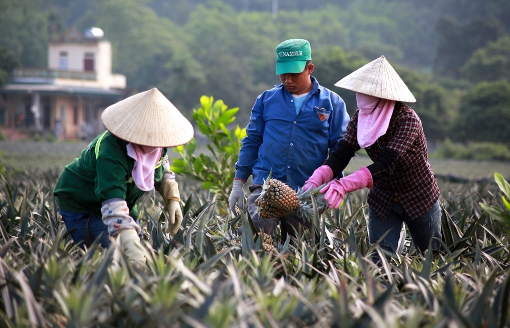 Việc giữ tên Luật Hợp tác xã được nhiều đại biểu cho là phù hợp hơn.