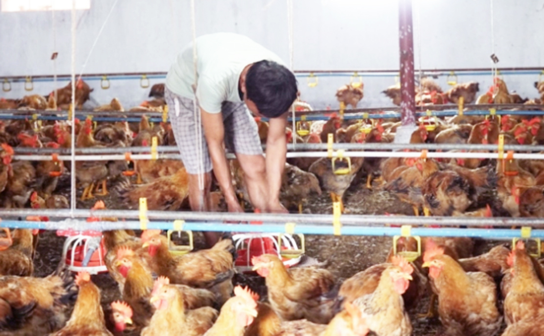 Các địa phương cần phát huy vai trò của HTX trong đào tạo nghề cho lao động nông thôn (Ảnh: TL).