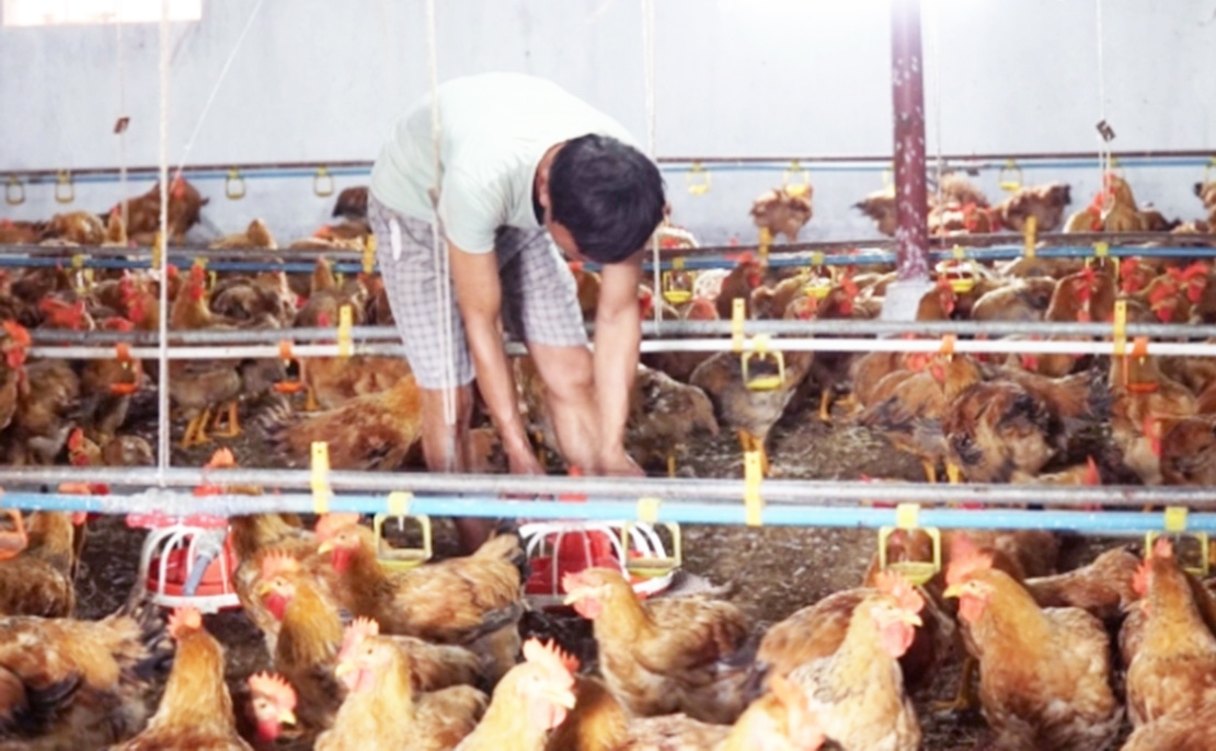 Các địa phương cần phát huy vai trò của HTX trong đào tạo nghề cho lao động nông thôn (Ảnh: TL).