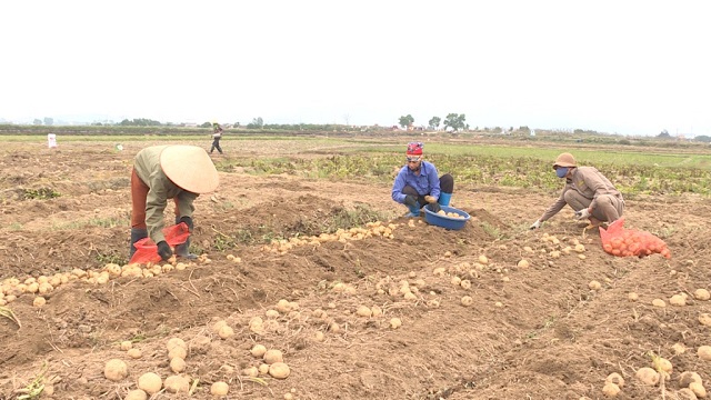 Các HTX đã chủ động đổi mới hình thức sản xuất, giúp tăng thu nhập cho thành viên và người lao động.