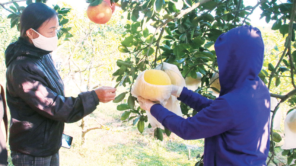 HTX Cây ăn quả Quang Thịnh có hơn 200 thành viên với diện tích trồng bưởi gần 50 ha, đảm bảo tiêu chuẩn VietGAP.