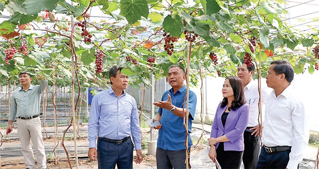 Nhiều HTX đã đạt hiệu quả, xây dựng được các mô hình đem lại giá trị kinh tế cao, góp phần xóa đói giảm nghèo bền vững.