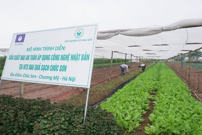 Tổng diện tích sản xuất của HTX Rau quả sạch Chúc Sơn là 17,8ha, trong đó diện tích nhà lưới là trên 2ha, diện tích chứng nhận VietGAP là 12,8ha, chứng nhận GlobalGAP là 5ha.