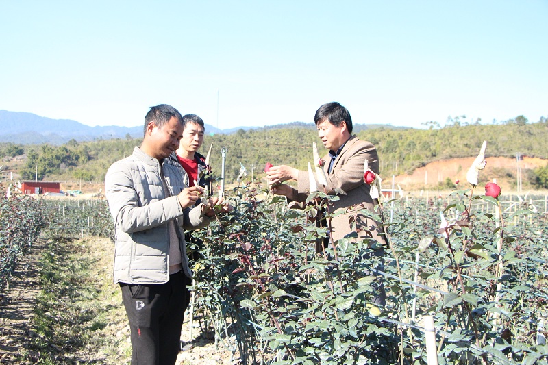 Mô hình trồng hoa hồng của HTX Nậm Khắt đang đóng góp không nhỏ vào quá trình tái cơ cấu ngành nông nghiệp và xây dựng nông thôn mới ở Nậm Khắt.