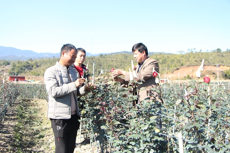 Mô hình trồng hoa hồng của HTX Nậm Khắt đang đóng góp không nhỏ vào quá trình tái cơ cấu ngành nông nghiệp và xây dựng nông thôn mới ở Nậm Khắt.