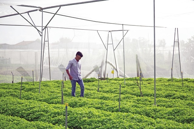 HTX giúp nâng cao thu nhập, thực hiện nhiều tiêu chí trong xây dựng NTM.