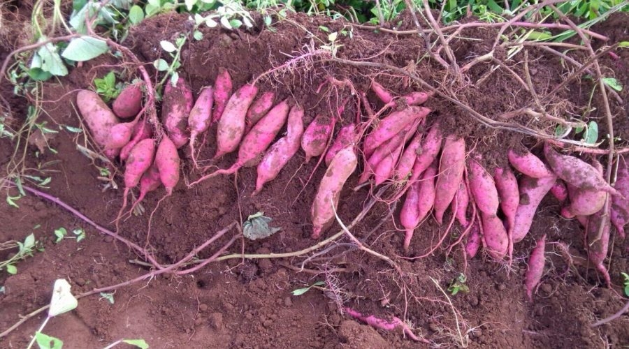 Cây khoai lang Nhật do thành viên HTX Tịnh Thọ trồng mang lại hiệu quả kinh tế.