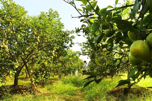 Cam Đồng Thanh tạo được thương hiệu nhờ sản xuất sạch theo quy trình VietGAP (Ảnh: Int)