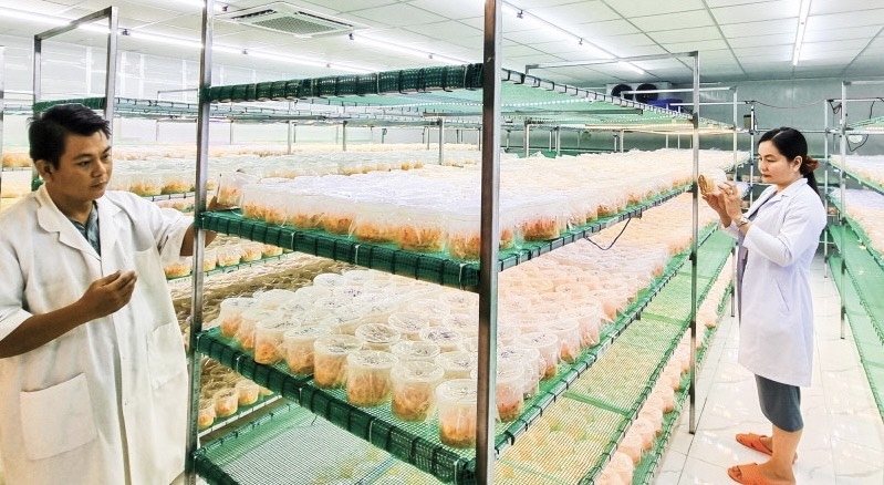 Sản phẩm đông trùng hạ thảo sấy thăng hoa của HTX Nông nghiệp ứng dụng Công nghệ cao Giọt Phù Sa đã đạt sản phẩm OCOP hạng 4 sao, và rất có triển vọng trở thành sản phẩm OCOP hạng 5 sao cấp quốc gia. (Ảnh: Int)