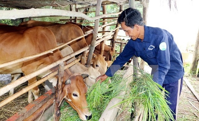 Các HTX vừa làm tốt nhiệm vụ sản xuất kinh doanh, vừa góp phần vào mục tiêu xóa đói, giảm nghèo.