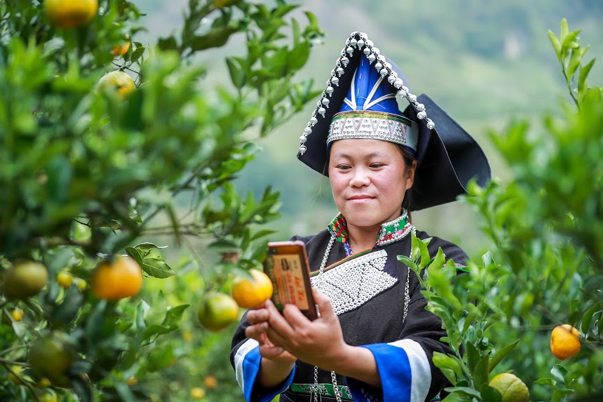 Ứng dụng công nghệ vào sản xuất và tiêu thụ quýt đang được người dân quan tâm.