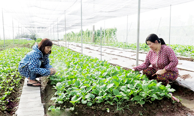 Khu nhà lưới của HTX Nông sản hữu cơ Phù Vân