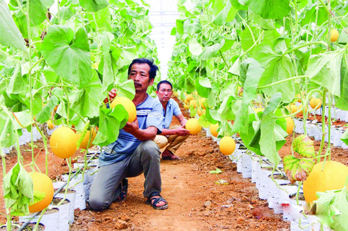 Ứng dụng công nghệ là chìa khóa để nông dân nâng cao hiệu quả sản xuất, giảm nghèo, làm giàu bền vững.