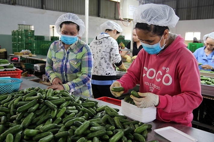 Nhiều HTX đang phải chịu những hậu quả không nhỏ từ các thông tin giả mạo.