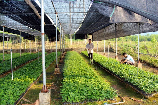 Mô hình HTX kiểu mới ở Quang Bình (Hà Giang) đang mang lại hiệu quả cao cho địa phương.