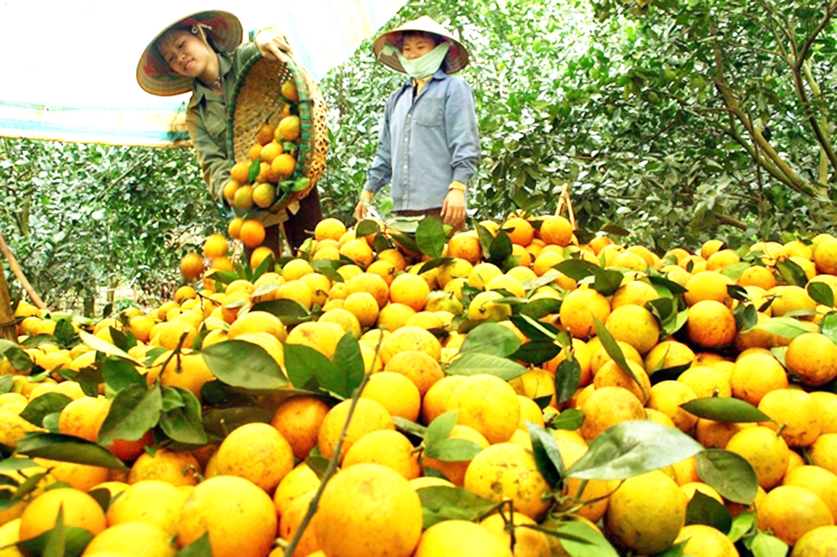 Cây ăn quả đang trở thành mũi nhọn trong xóa đói giảm nghèo tại nhiều địa phương.
