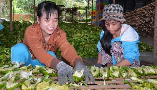 Với sự hỗ trợ của các HTX, người dân ở Hàm Thuận Bắc đang có sự chuyển biến trong nhận thức về chuyển đổi cơ cấu cây trồng nhằm cải thiện thu nhập, hoàn thành các tiêu chí trong xây dựng NTM. (Ảnh: Int)