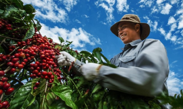 Trên địa bàn tỉnh Kon Tum ngày càng xuất hiện nhiều mô hình HTX làm ăn có hiệu quả, tạo chuỗi liên kết sản xuất bền vững.
