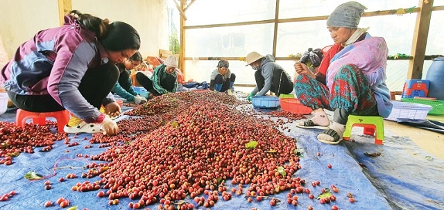 Cà phê hữu cơ đã được nhiều hộ dân Tây Nguyên chọn là cây xoá đói giảm nghèo.