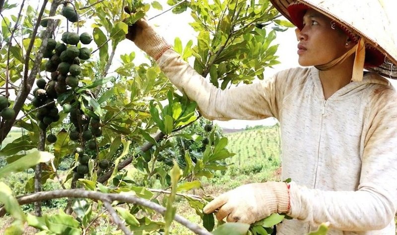 Các sản phẩm nông sản thế mạnh như mắc ca đang giúp Đắk Nông đẩy nhanh xây dựng nông thôn mới.