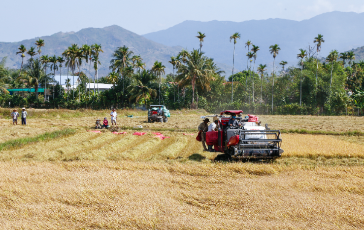 Nhiều HTX chủ động xây dựng được mối liên kết với doanh nghiệp và tạo thành chuỗi giá trị hàng hóa bền vững (Ảnh: Int)