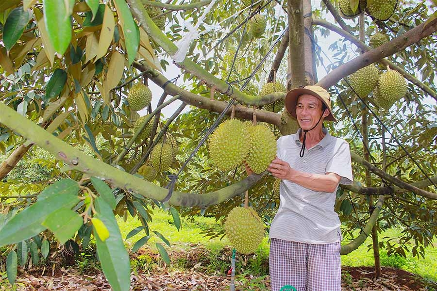 Minh bạch mọi khâu: canh tác, thu hoạch,sơ chế, chế biến, xuất hàng là điều HTX cần làm.