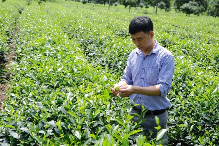 Kinh tế hàng hóa đang là điểm nhấn trong xây dựng nông thôn mới ở Yên Sơn.