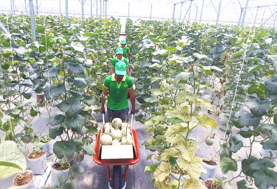 Ứng dụng công nghệ cao là chìa khóa giúp nông dân giảm nghèo, làm giàu bền vững.