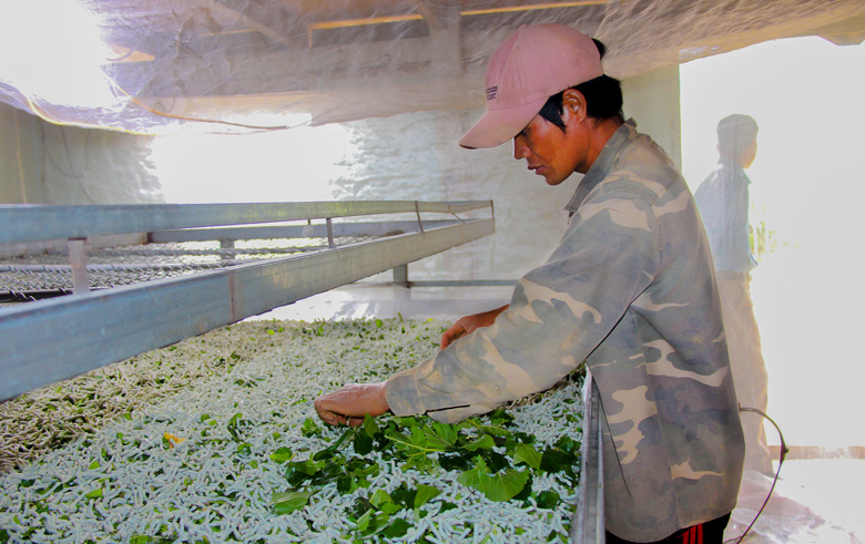 Trồng dâu nuôi tằm đang giúp người dân Rô Men nâng cao thu nhập, thoát nghèo.