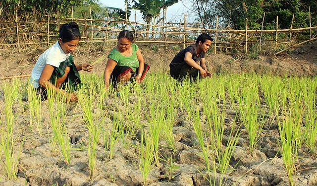 Các HTX đã góp phần chuyển dịch cơ cấu kinh tế, tăng thu nhập, giảm nghèo ở địa phương.